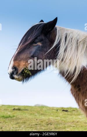 An iconic wild Bodmin Pony grazing on Bodmin Moor in Cornwall. Stock Photo