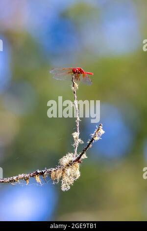 Cardinal meadowhawk sitting up on twig in washington Stock Photo
