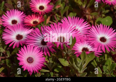Closeup of Livingstone daisy flowers.
