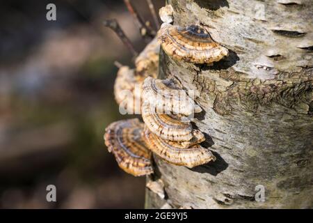 Turkey tail fungus Trametes versicolor growing on a Birch tree Stock Photo