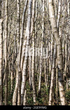 Silver Birch trees Betula pendula Stock Photo