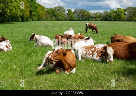 Herd of red and white friesian holstein cattle resting in a field in summer. Stock Photo