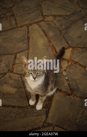 Tricolor ashy cat portrait outdoors. Turtle cat sits on the stone road. Stock Photo