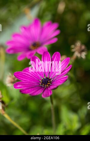Two Pink Daisy flowers isolated in a garden Stock Photo