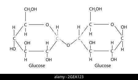 linear structure of maltose