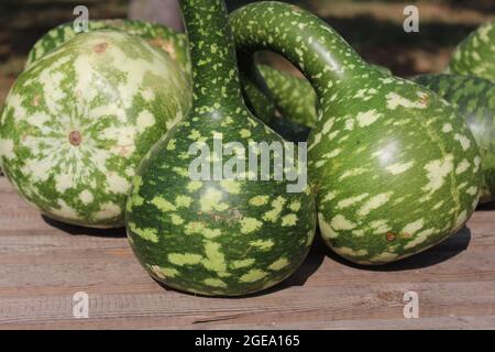 green ornamental pumpins Stock Photo