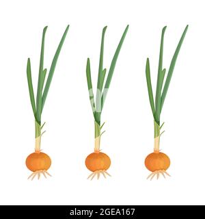 Green onion isolated on white background. Raw leek flat simple design icon. Ripe vegetable bulb. Bitter onion with green stem. Healthy food. Vector Stock Vector