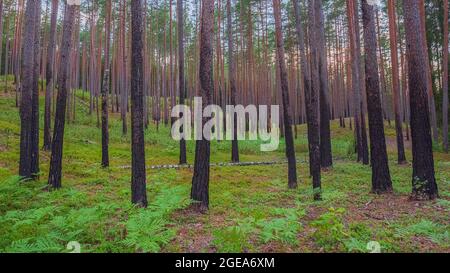 Forest after fire, regrowth, growing green plants after forest fire Stock Photo
