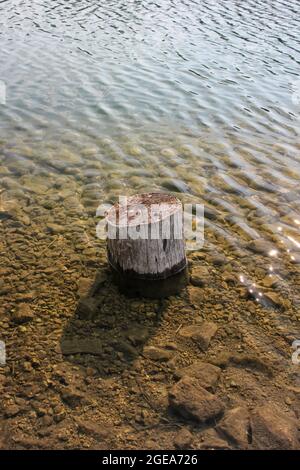 An old tree stump standing in the shallow water in the summer sun. Stock Photo