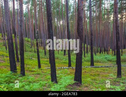 Forest after fire, regrowth, growing green plants after forest fire Stock Photo