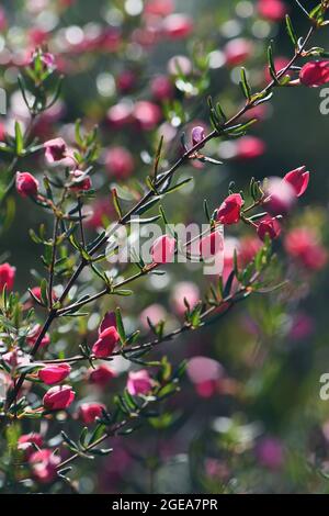 Red and pink flower buds of Australian native Boronia ledifolia, family Rutaceae. Grows in sclerophyll forest and woodland on sandstone soils of NSW Stock Photo