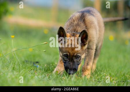 A nine-week-old German Shepherd puppy plays in green grass. Sable colored, working line breed Stock Photo