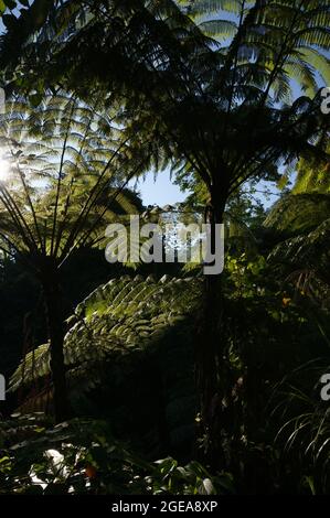 Huge tree ferns (Cyathea sp.), Sarawak, Borneo Stock Photo