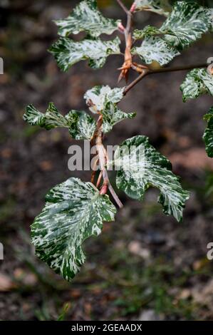 Fagus Sylvatica 'Franken' Leaves of the Dwarf Beech Shrub Tree Grown in the Borders at RHS Garden Harlow Carr, Harrogate, Yorkshire, England, UK. Stock Photo