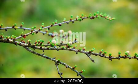 Fresh branch of larch with young pine cones Stock Photo