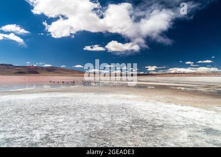 Flamingos in Laguna Colorada lake on bolivian Altiplano Stock Photo