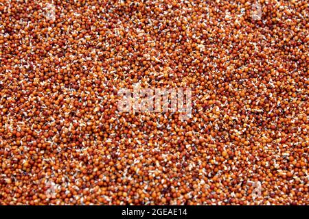 View of finger millet (also known as Italian millet) which is a healthy food for Diabetes persons Stock Photo