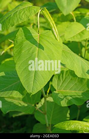 Young leaves of the Japanese knotweed, Fallopia japonica