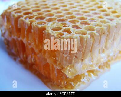 honeycomb isolated on white background Stock Photo