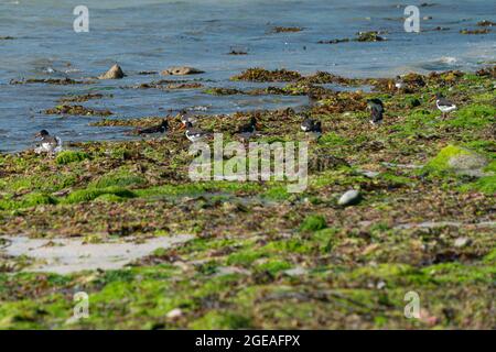 Oystercatchers (Haematopus ostralegus) on Porthloo Beach, St Mary's, Isles of Scilly Stock Photo