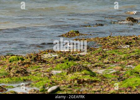 An oystercatcher (Haematopus ostralegus) on Porthloo Beach, St Mary's, Isles of Scilly Stock Photo