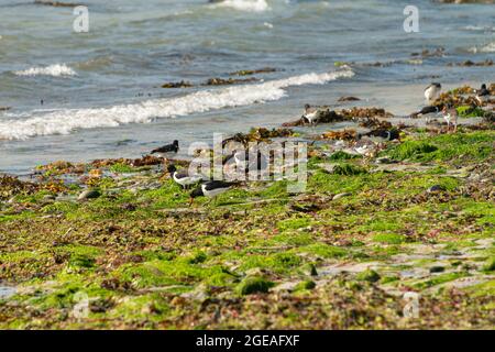 Oystercatchers (Haematopus ostralegus) on Porthloo Beach, St Mary's, Isles of Scilly Stock Photo