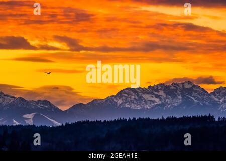 Winter sunset over Elliot Bay of Puget Sound with distant Bainbridge Island and the Olympic Mountains, viewed from Bremerton Ferry, Washington State, Stock Photo