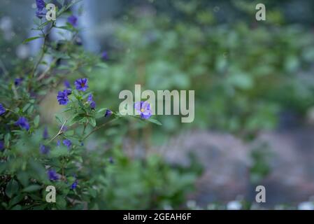 Flax flowers on green background. Copy space. Stock Photo