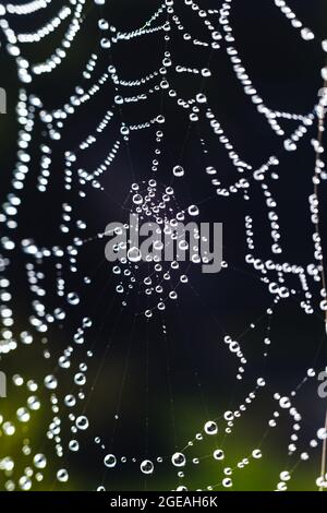 Spider mesh with Dew drops Pattern as Abstract natural background. Pattern with dew drop texture on spider mesh on green background. Macro closeup. Stock Photo