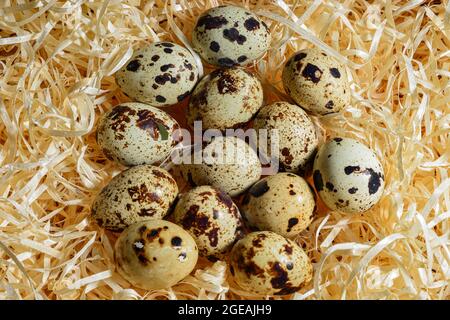 broken quail egg with whole eggs on wood shavings, top view close-up Stock Photo