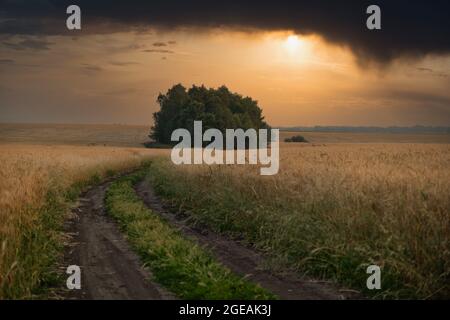 Dramatic landscape view with heavy black stormy clouds over a road snaking through the wheat field to tree group. Summertime, countryside, agriculture Stock Photo