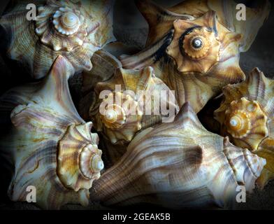 Collection of knobbed whelk shells (Busycon carica) on sandy beac.h. Stock Photo