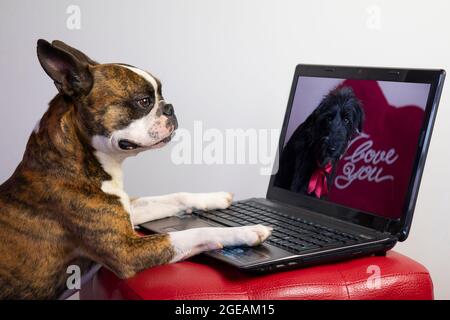 french bulldog in love in video call with his girlfriend dog with notebook on Valentine's Day Stock Photo