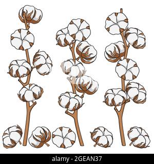 Set of color illustrations with cotton branches. Isolated vector objects on white background. Stock Vector