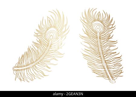 Gold Peacock Feather Design on White Background Stock Vector