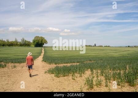 Walking footpaths through corn fields near Ringwould Kent Stock Photo