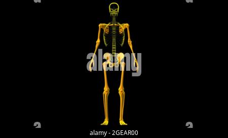 Human Skeleton Appendicular Skeleton Anatomy 3D Illustration Stock Photo