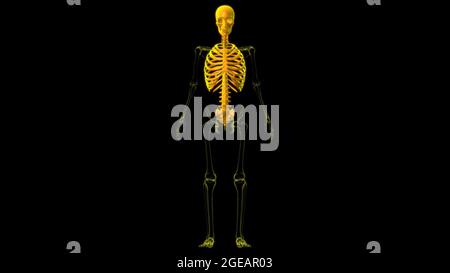 Human Skeleton Axial Skeleton Anatomy 3D Illustration Stock Photo