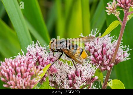 Hornet mimic hoverfly (Volucella zonaria) male pollinating hemp-agrimony / holy rope (Eupatorium cannabinum) flower in summer Stock Photo