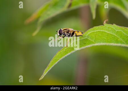 Sun fly / Marsh hoverfly (Helophilus pendulus / Helophilus similis) resting on leaf in summer Stock Photo