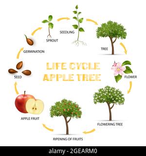 Apple tree life cycle infographic set realistic vector illustration Stock Vector
