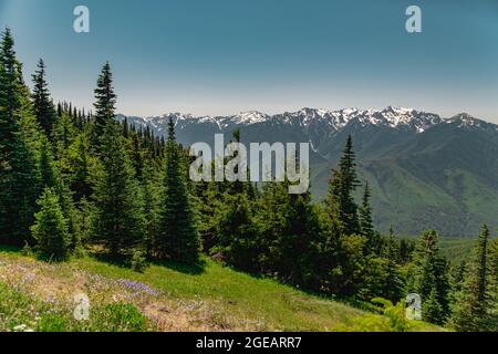 The Olympic mountains in summer, viewed from the Hurricane Hill trail in Olympic National Park. Stock Photo