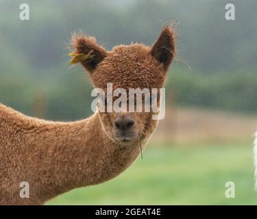 young brown alpaca Stock Photo