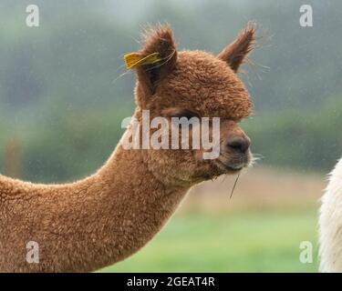 young brown alpaca Stock Photo
