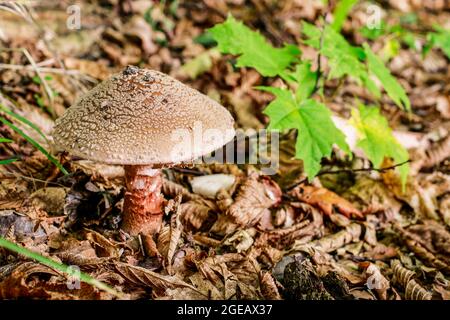Amanita regalis mushroom (royal fly agaric) in the forest. Stock Photo