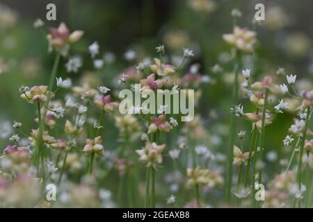 Meadow garlic, allium canadense, growing as a wildflower in Texas. Stock Photo