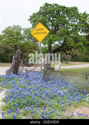 A loose livestock sign along a country road in Texas.