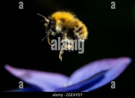 A bee lands on a Hydrangea in a Leith garden. Edinburgh, Midlothian, UK.  18/8/2021 Stock Photo