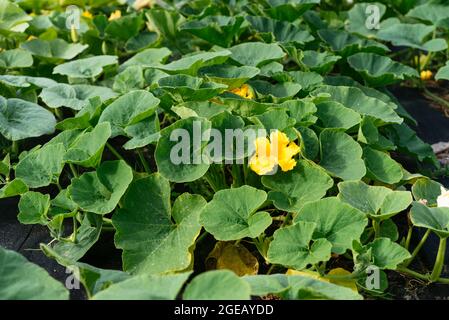 Squash patch with flowering red kuri squash plants in a vegetable garden. Stock Photo