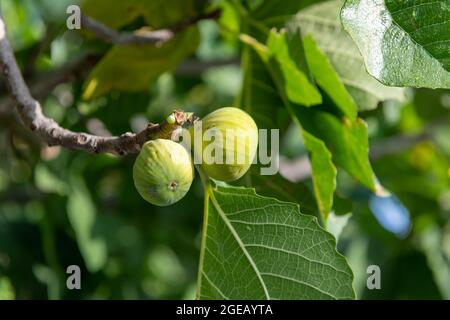 Ripe figs growing on the branch of a fig tree. Stock Photo